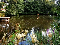 der im Bad Harzburger Stadtteil Schlewecke in idyllischer Lage befindliche Dorfteich wird vom Mühlengraben, der aufgrund der hochsommerlichen Temperaturen nur sehr wenig Wasser führt, versorgt.  Für die im Teich lebenden Forellen sollte es dringend regnen, um den Sauerstoffbedarf zu decken.